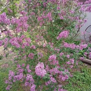 Meet your Posher, Daphne